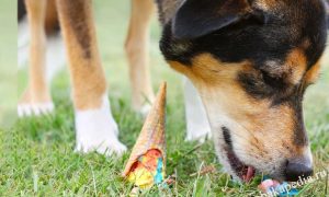 VetCalm Anxiety Spray
