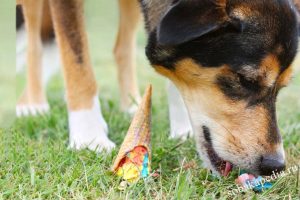VetCalm Anxiety Spray