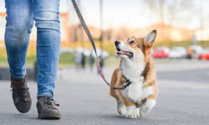 PetSoothe Skin Balm