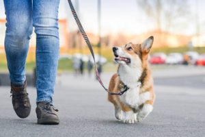 PetSoothe Skin Balm